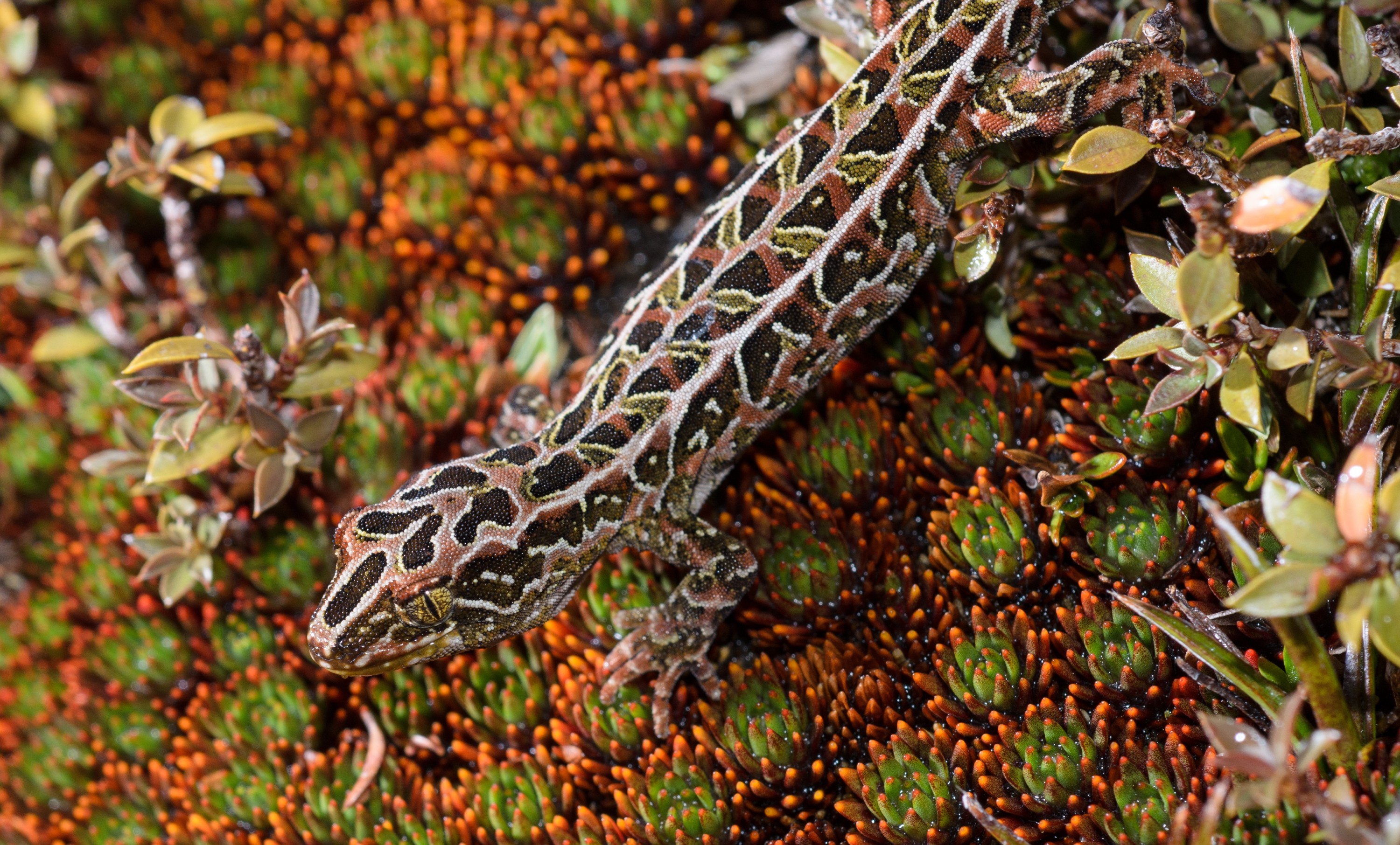 DSC_2787 – Adventure, Crispin, Hoplodactylus, Island, March 2017, National Park, New, New Zealand, Rakiura, South, Stewart, Tukutuku rakiurae, Zealand, amazing, gecko, harlequin gecko, rare, stunning